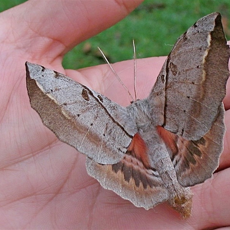 Chelepteryx chalepteryx