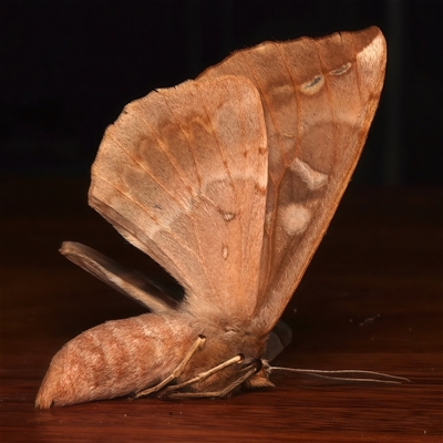 Underside