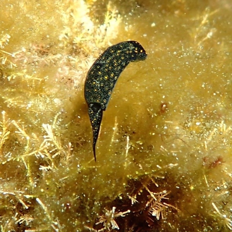 Chelidonura sandrana