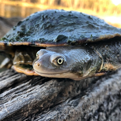 Chelodina longicollis