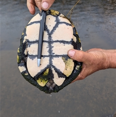 Chelodina longicollis