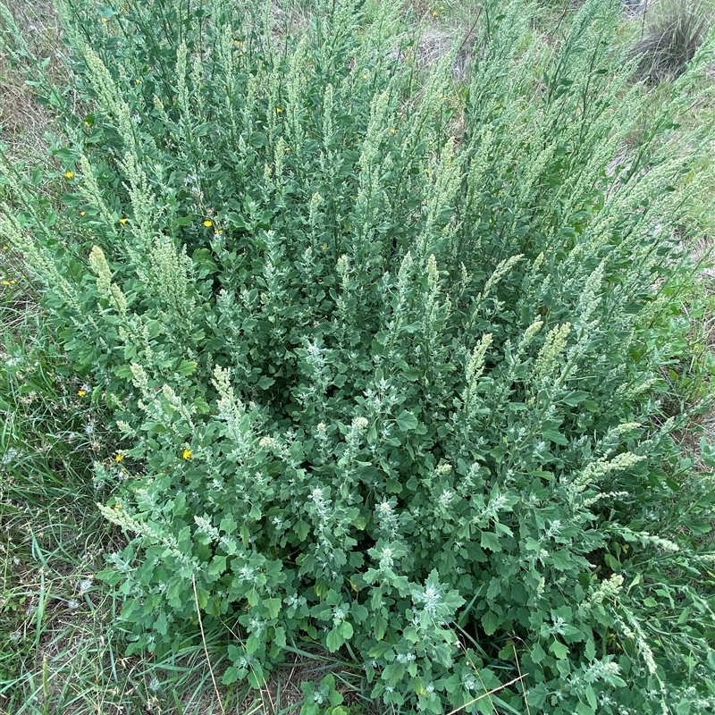 Chenopodium album