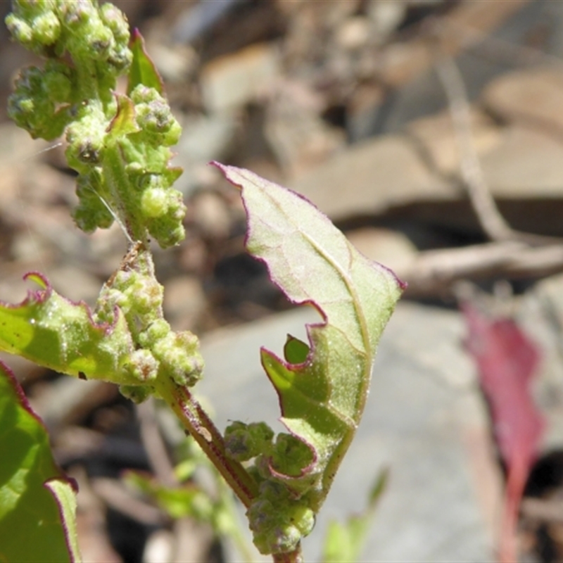 Chenopodium glaucum