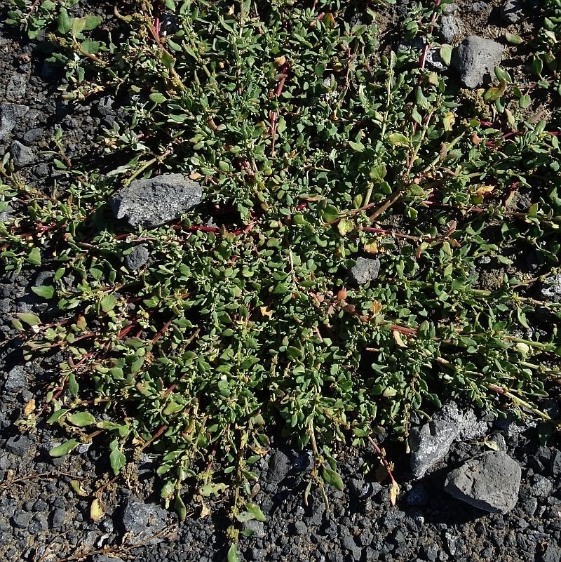 Chenopodium glaucum