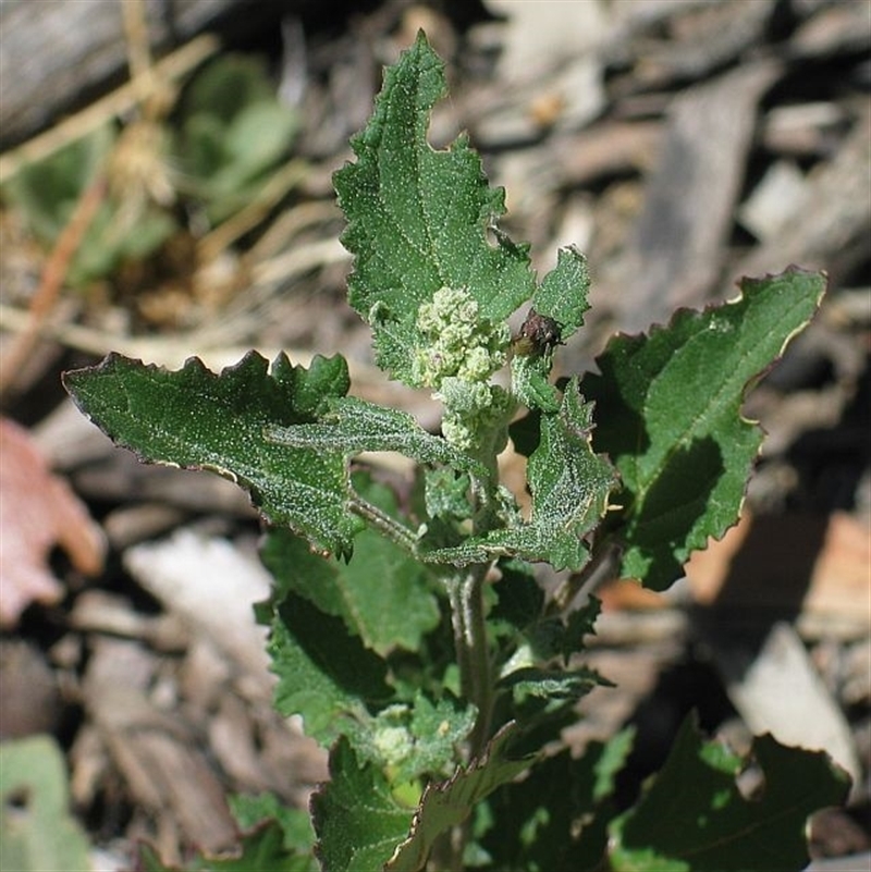 Chenopodium murale