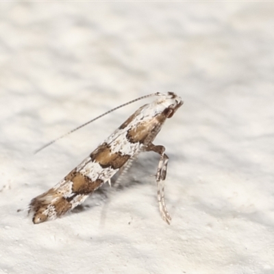 Acrocercops irrorata