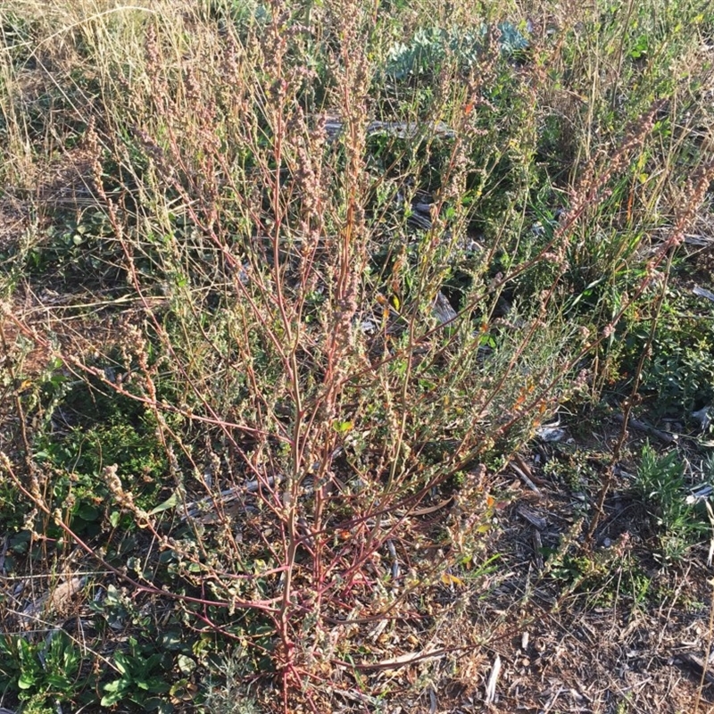 Chenopodium sp.