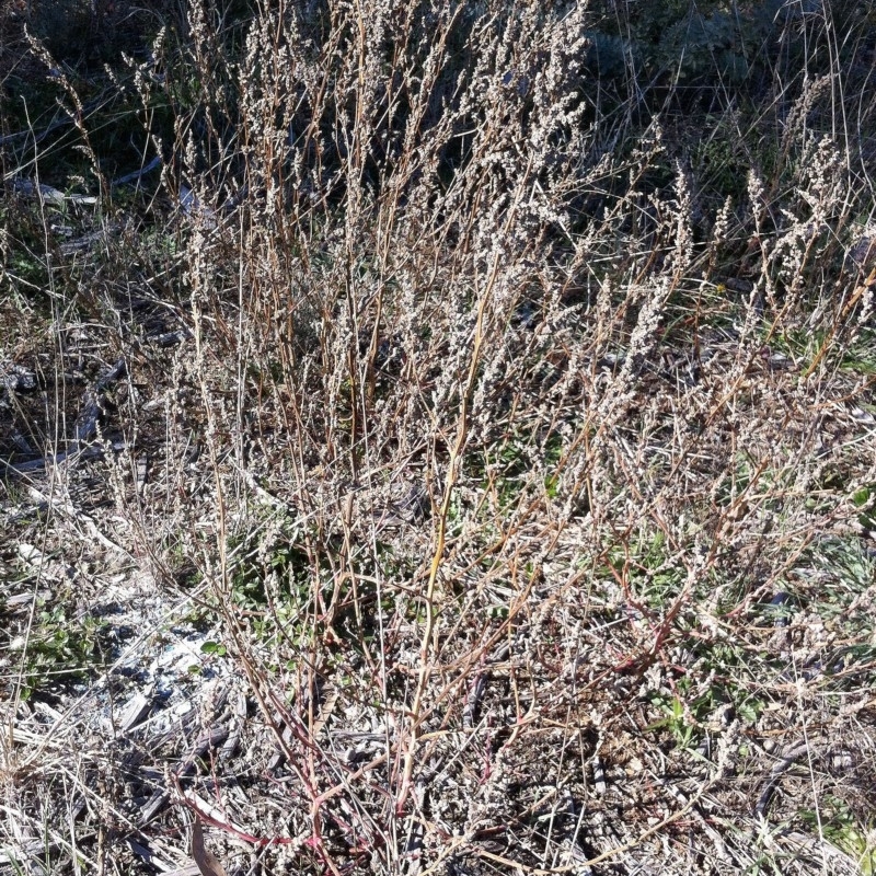 Chenopodium sp.