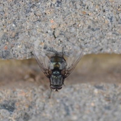 Chetogaster sp. (genus)