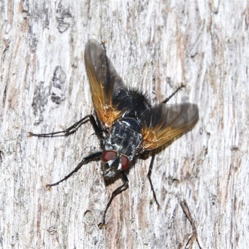 Chetogaster violacea/viridis (complex)