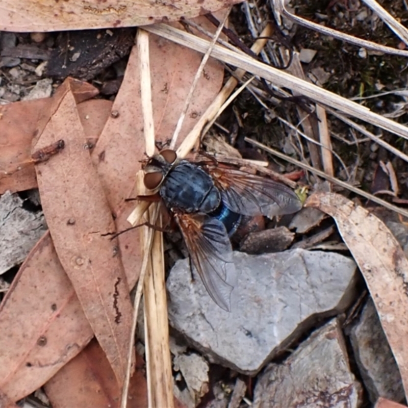 Chetogaster violacea/viridis (complex)