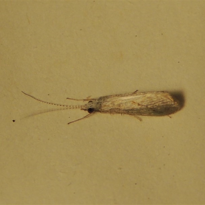 Cheumatopsyche sp. (genus)