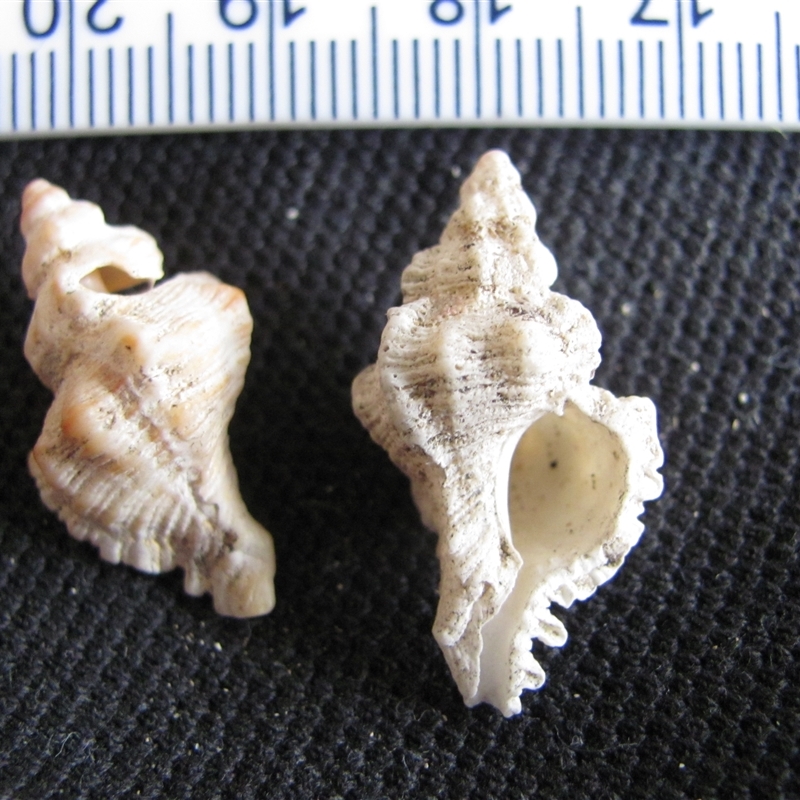 Chicoreus (Triplex) denudatus