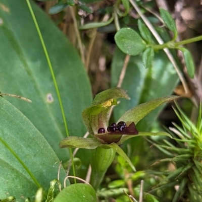 Chiloglottis cornuta