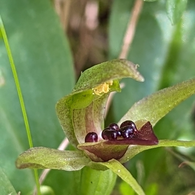 Chiloglottis cornuta