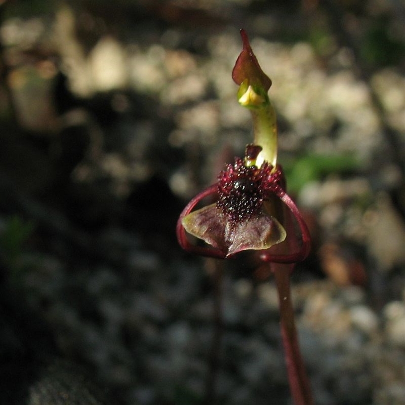 Chiloglottis curviclavia