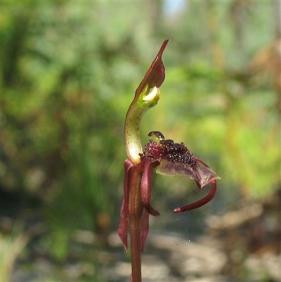 Chiloglottis curviclavia