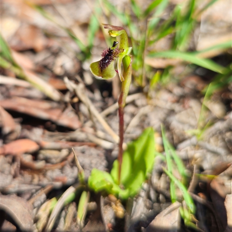 Chiloglottis curviclavia