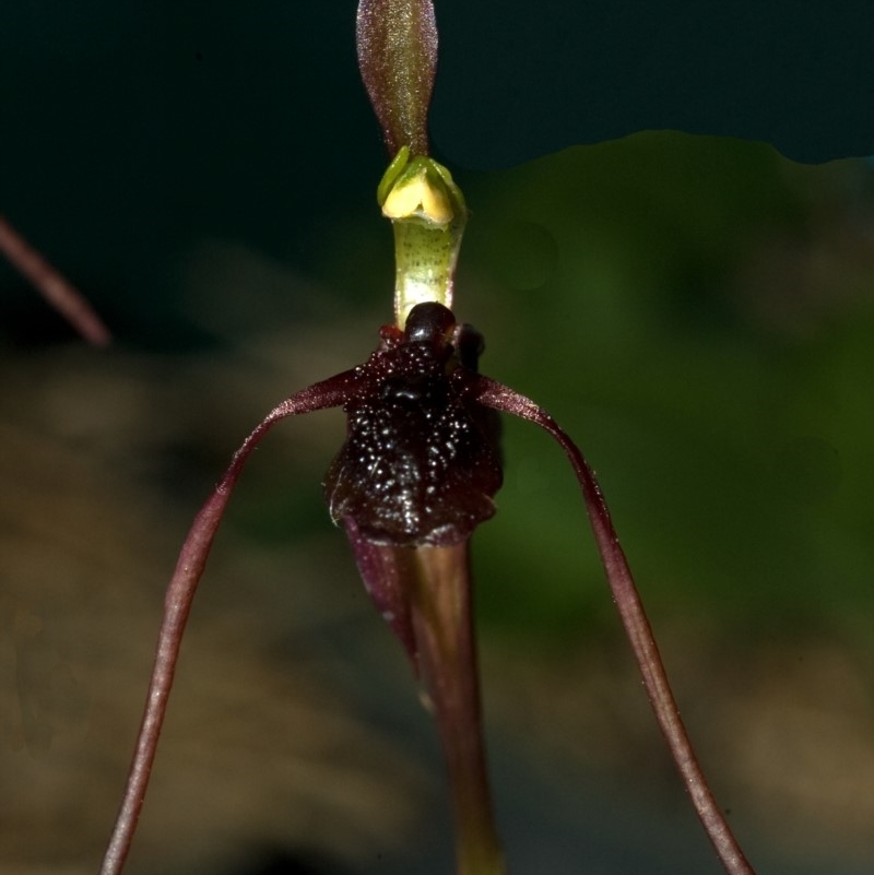 Chiloglottis diphylla