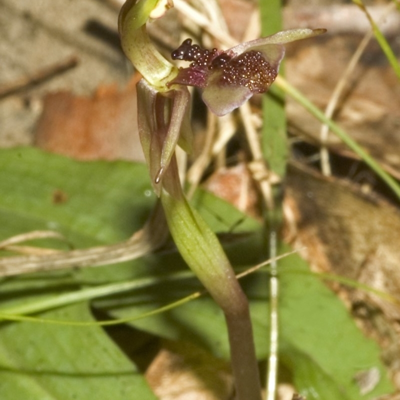 Chiloglottis formicifera