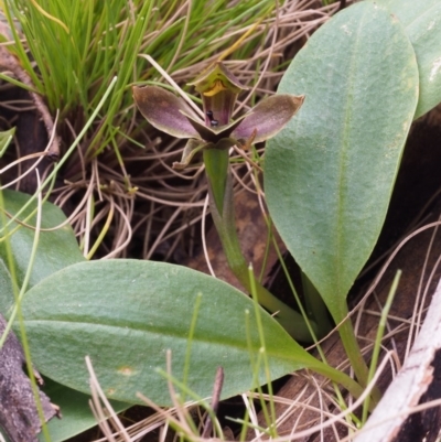 Chiloglottis sp. aff. valida