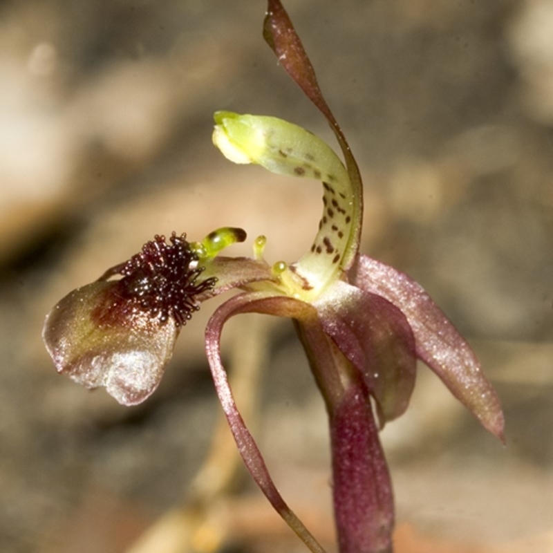 Chiloglottis sylvestris