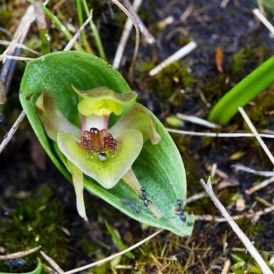 Chiloglottis turfosa