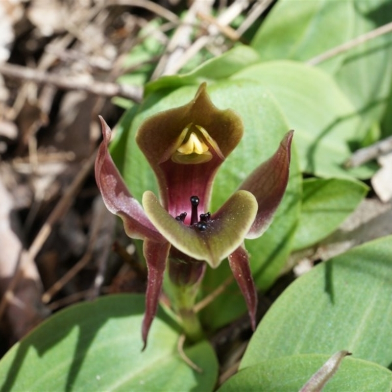 Chiloglottis valida