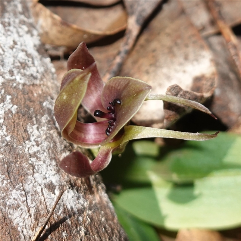 Chiloglottis valida