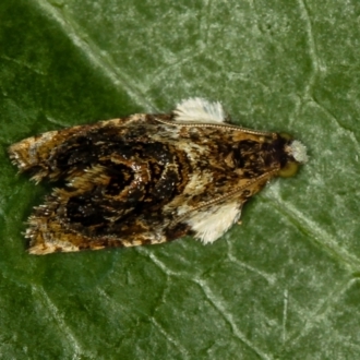 Acroceuthes metaxanthana