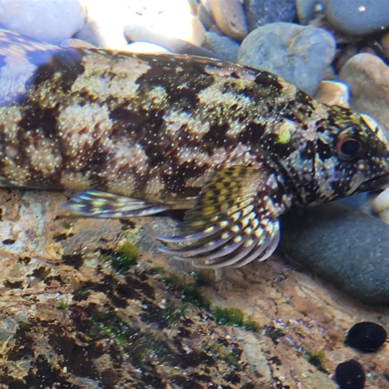 Chironemus marmoratus