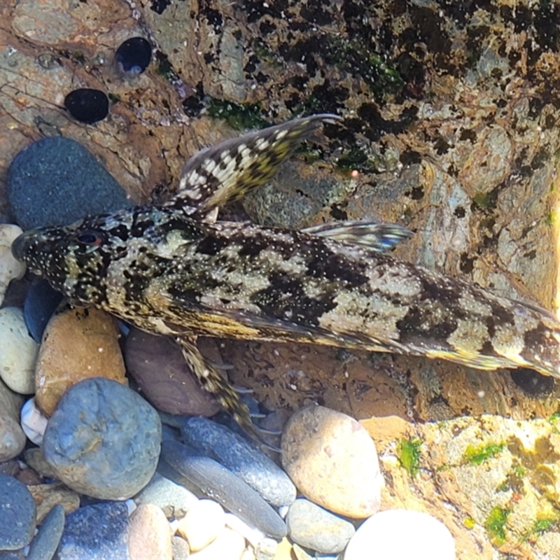 Chironemus marmoratus