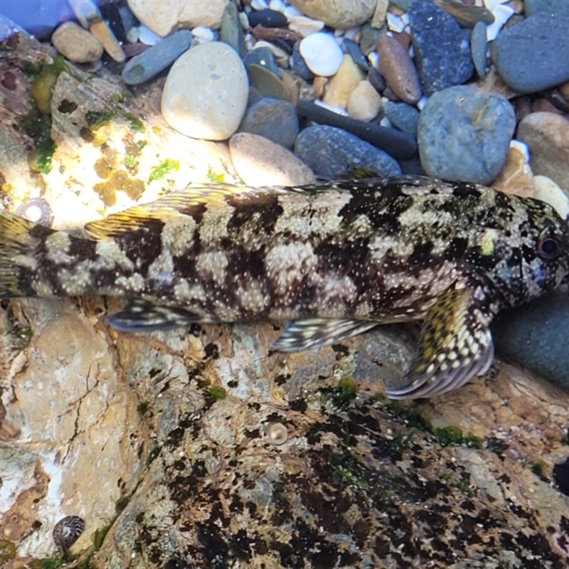 Chironemus marmoratus