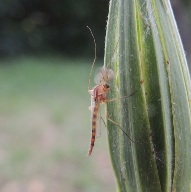 Chironomidae (family)