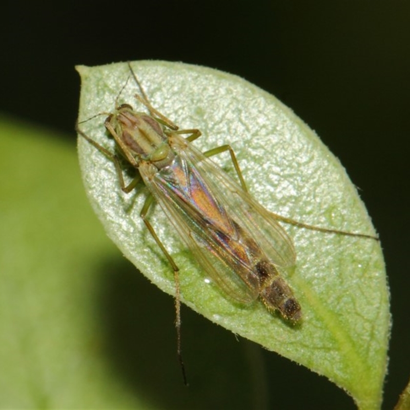 Chironomidae (family)