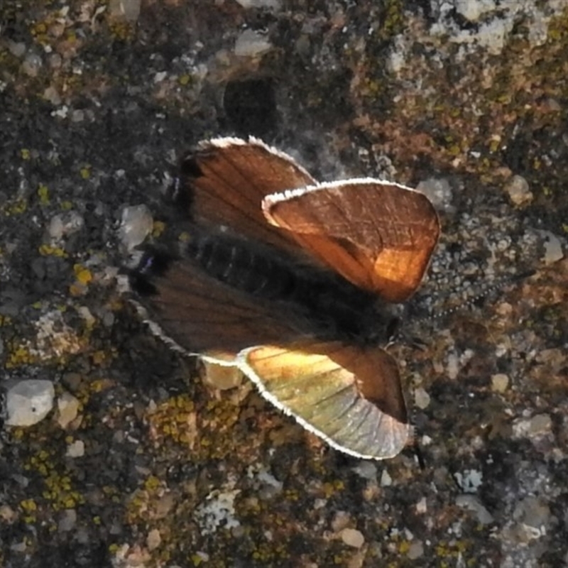 Acrodipsas aurata