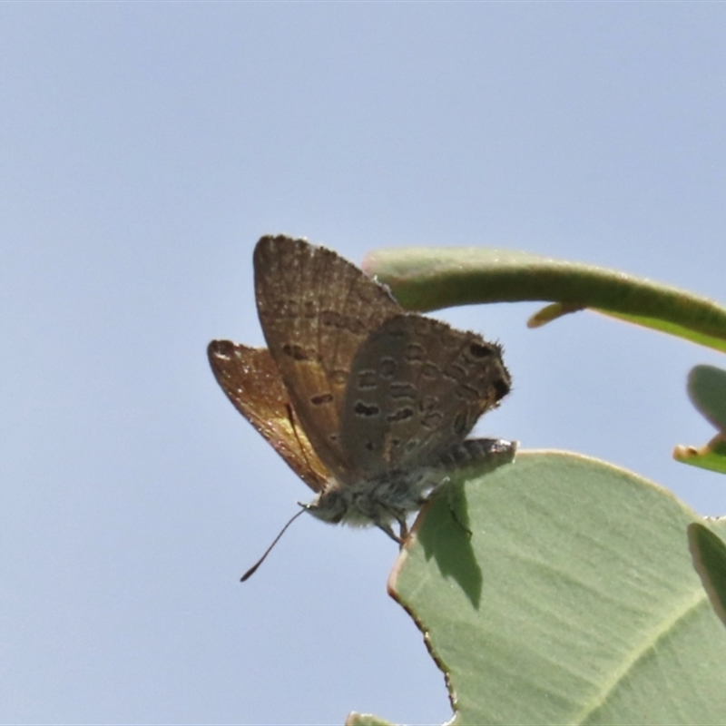 Acrodipsas aurata