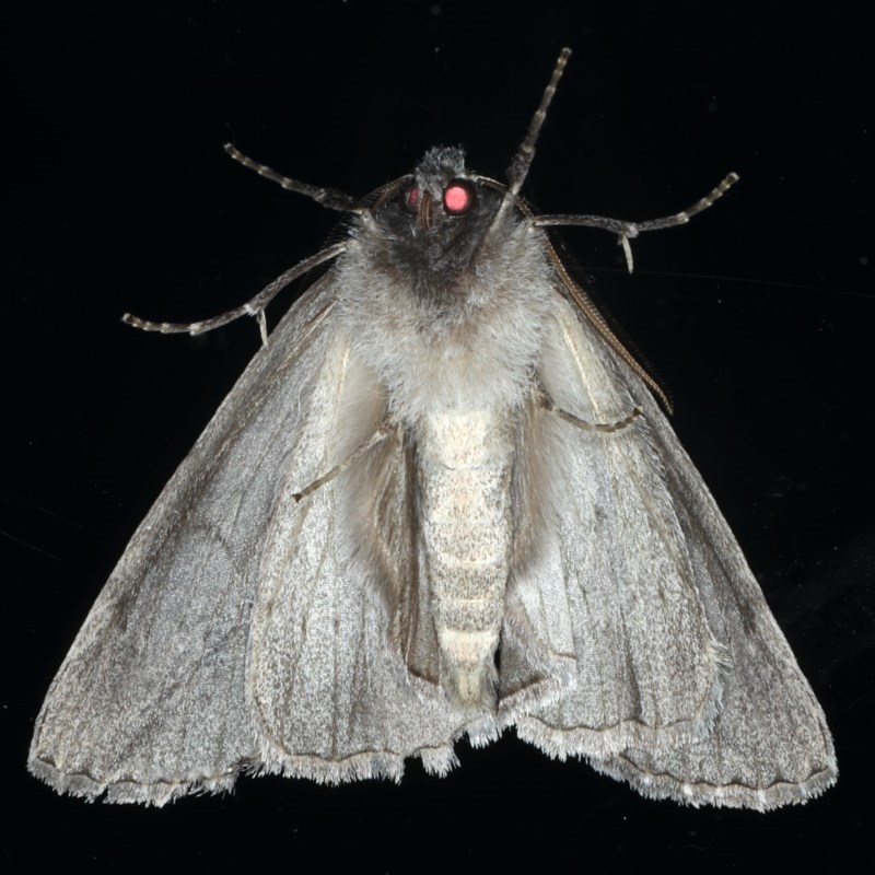 Male underside