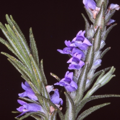 Chloanthes parviflora