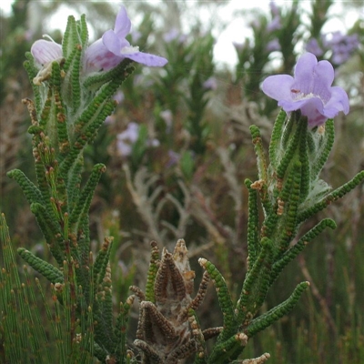 Chloanthes parviflora