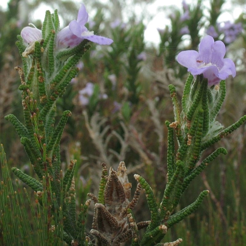 Chloanthes parviflora