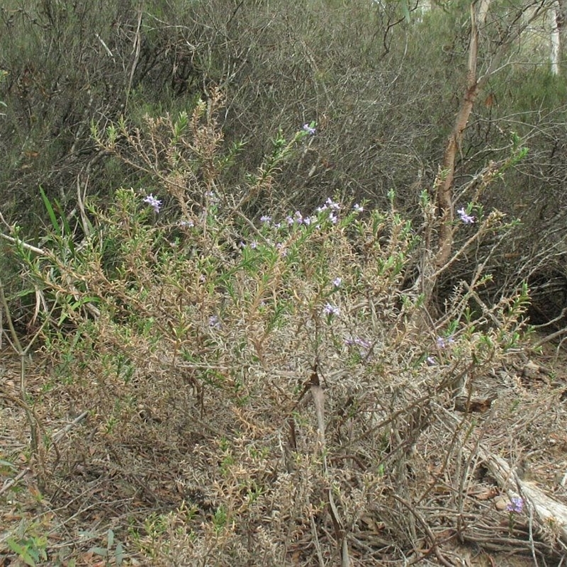 Chloanthes parviflora