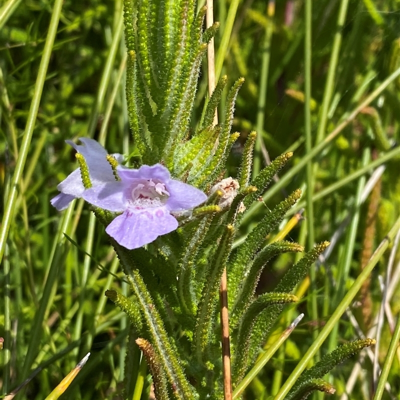 Chloanthes parviflora