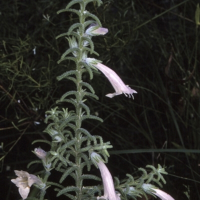 Chloanthes stoechadis