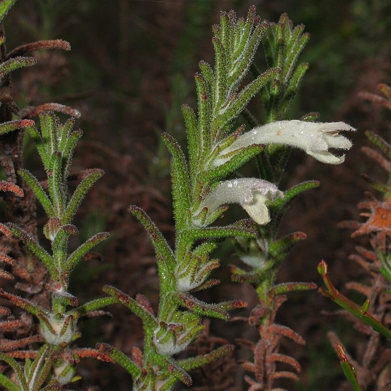 Chloanthes stoechadis