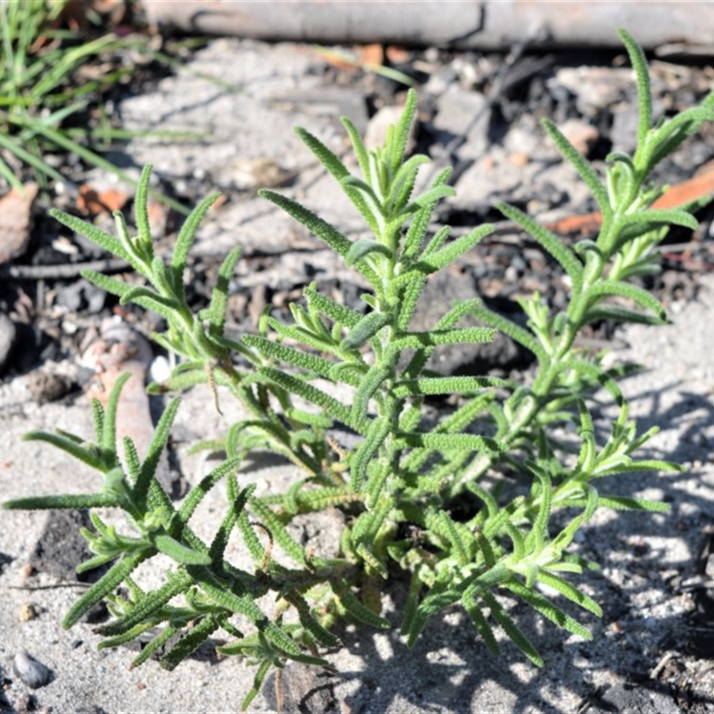 Chloanthes stoechadis