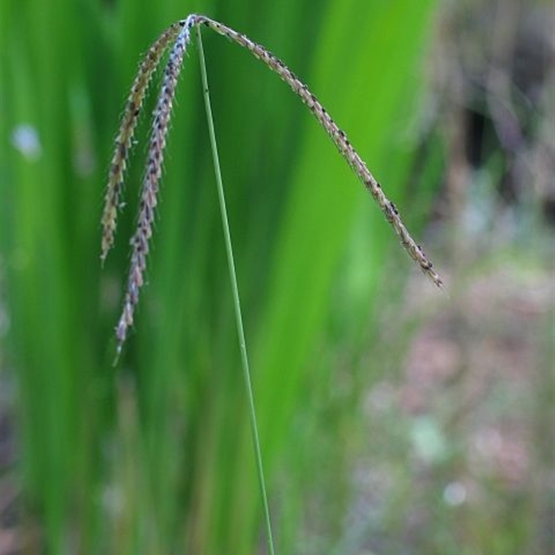 Chloris ventricosa