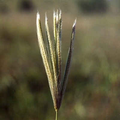 Chloris virgata