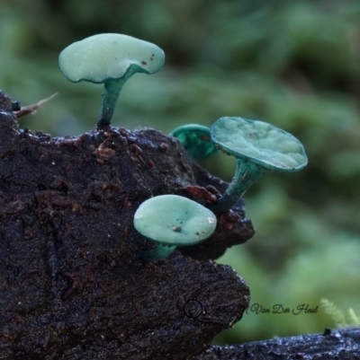 Chlorociboria aeruginascens