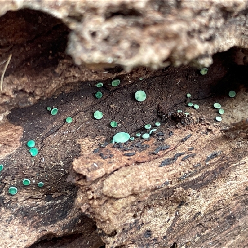 Chlorociboria species